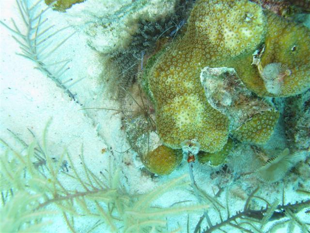 Sampler Dive Site, Bonaire 2008