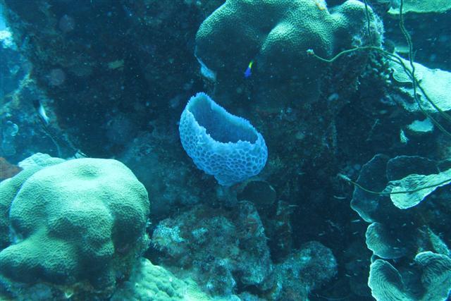 Bon Aventure Dive Site, Bonaire 2008