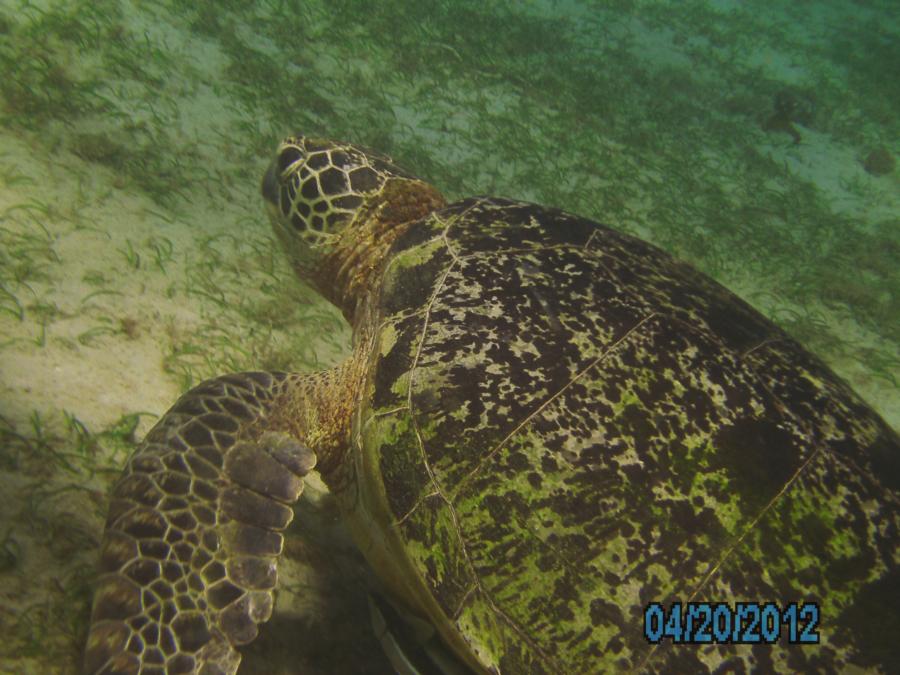 Giant green turtle