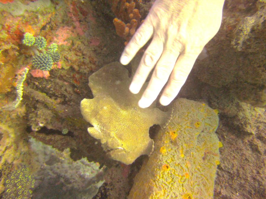 frog fish