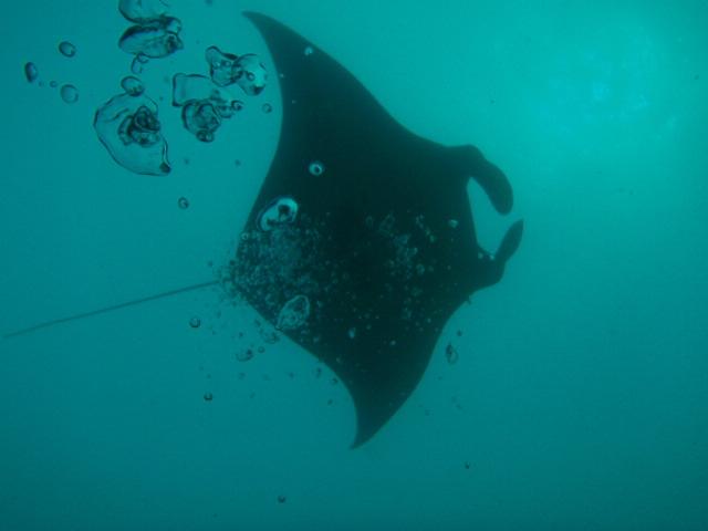 Gentle Giant  Yap,Micronesia