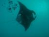 Gentle Giant  Yap,Micronesia