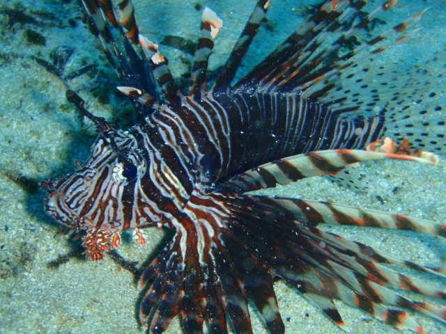 Lionfish  Koror,Palau