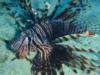 Lionfish  Koror,Palau