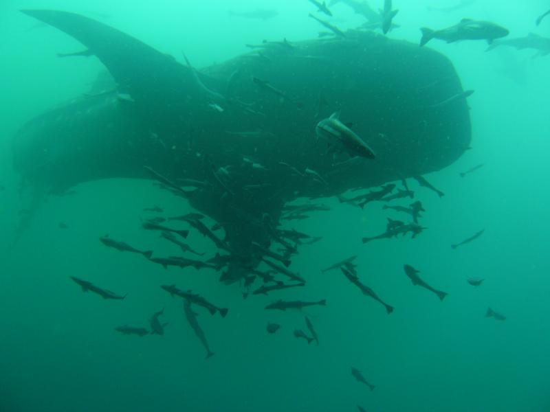 Whale Shark 35-40 ft long in 50 ft of H20 My husband got to see it and our buddy Greg took the pic. 