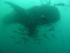 Whale Shark 35-40 ft long in 50 ft of H20 My husband got to see it and our buddy Greg took the pic. 