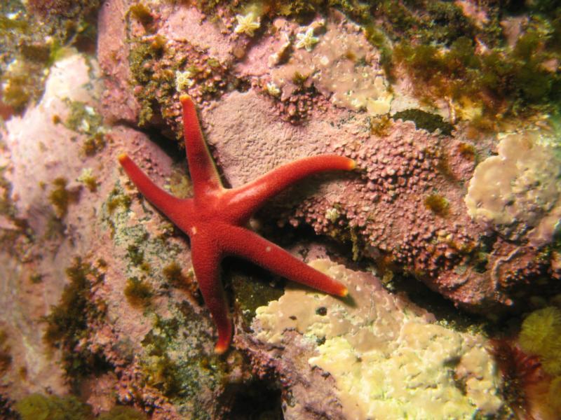 Blood Star Nubble Light