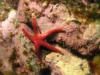 Blood Star Nubble Light