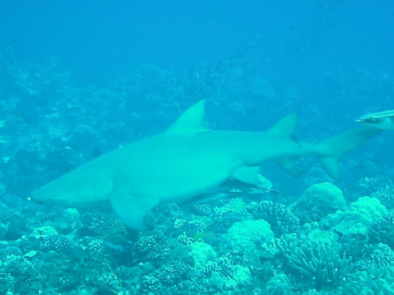 Diving in Bora Bora