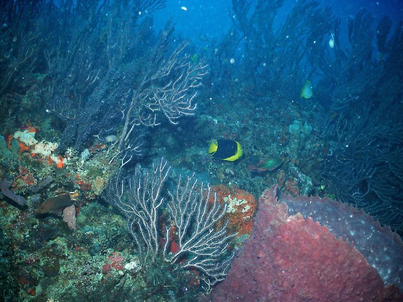 Rock Beauty &Spotlight Parrotfish