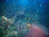 Rock Beauty &Spotlight Parrotfish