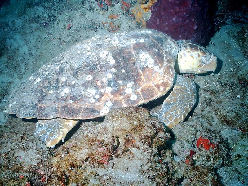 Loggerhead Turtle