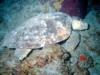 Loggerhead Turtle