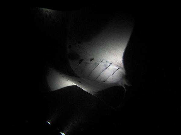 Manta Ray Night Dive