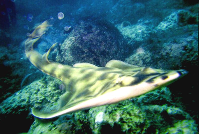 Spotted Ray