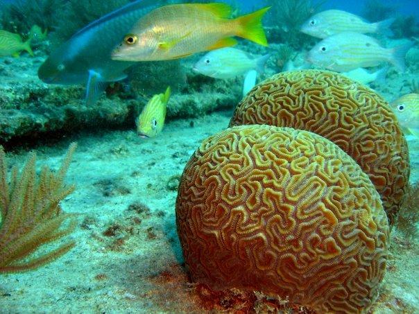 Brain Coral 