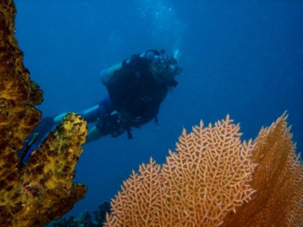 Fan Coral