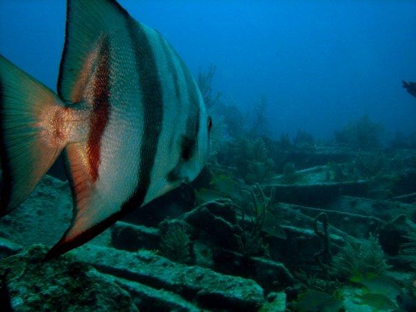 Spade Fish