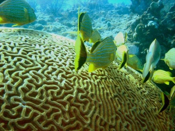 Topside of a Brain Coral