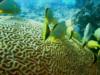 Topside of a Brain Coral