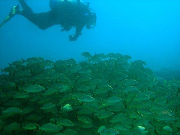 Swimming Over a School of Fish