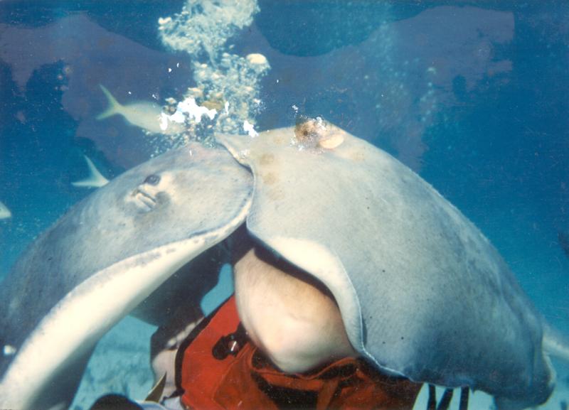 Stingray City, Grand Cayman