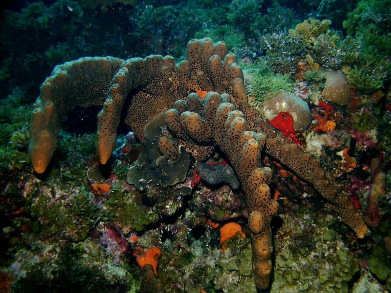 Spongectopus