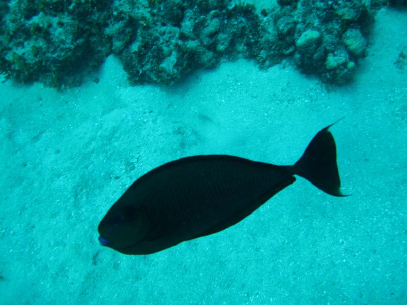 just a black fish