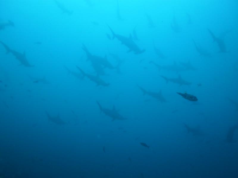 Malpelo´s sharks