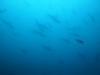 Malpelo´s sharks