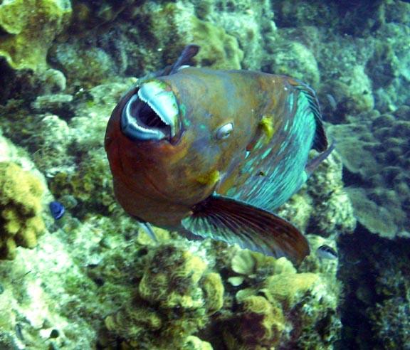 Large Rainbow Parrotfish