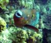 Large Rainbow Parrotfish