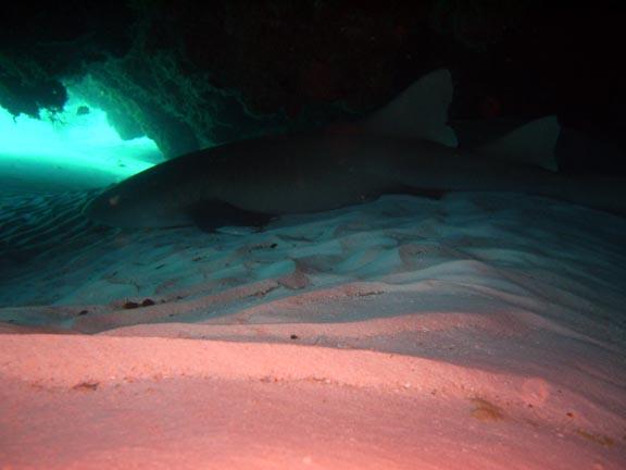 Nurse Shark Sleeping