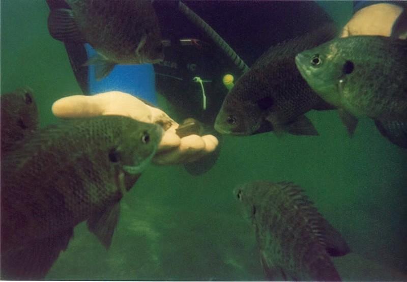 Fish underwater