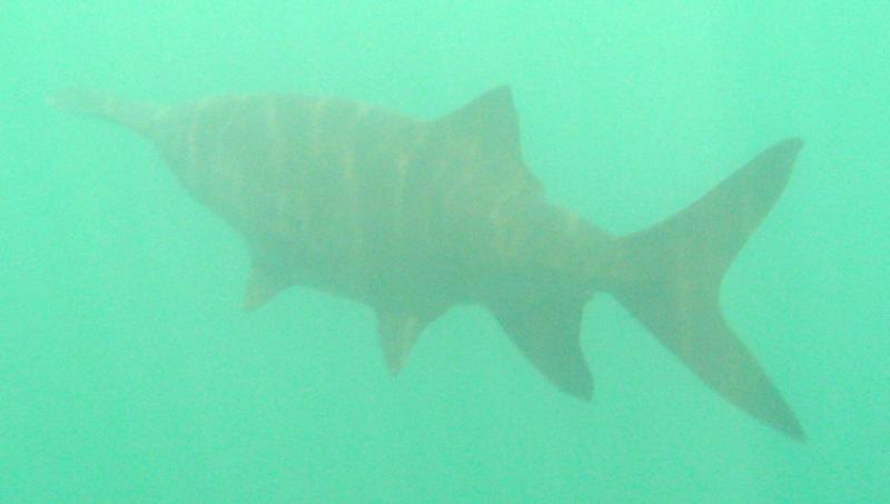 Paddle fish Gilboa Quarry