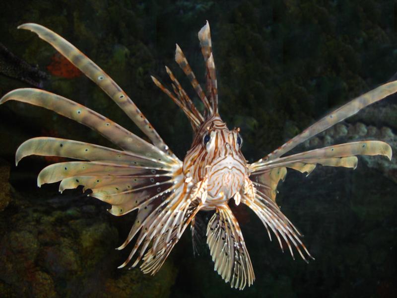 LionFish 01