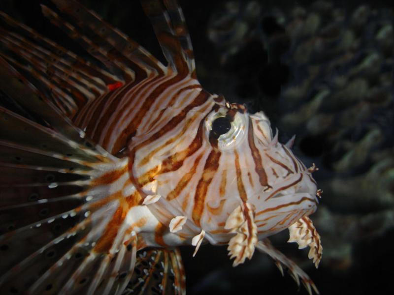 LionFish02