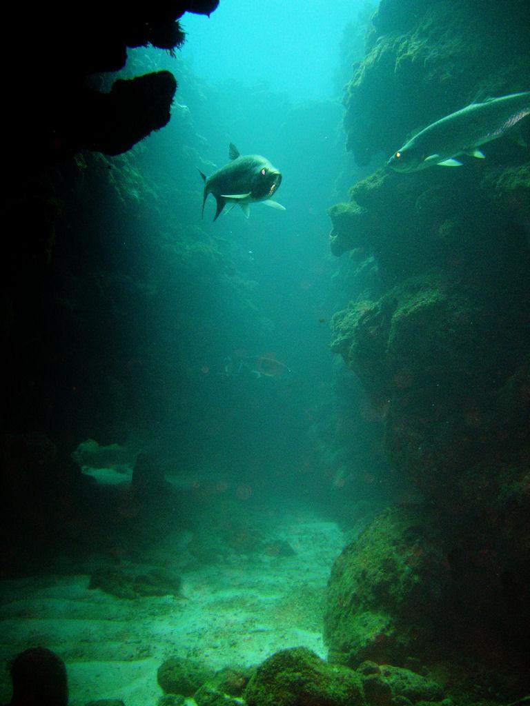 Tarpon Grotto - Grand Cayman