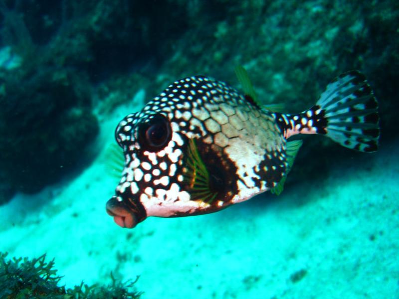 Cow Fish