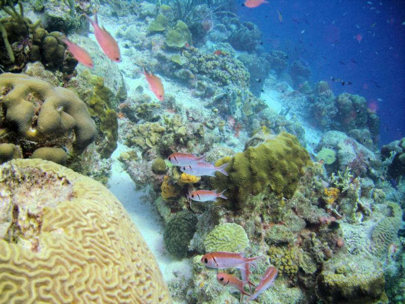 Buddy’s Reef