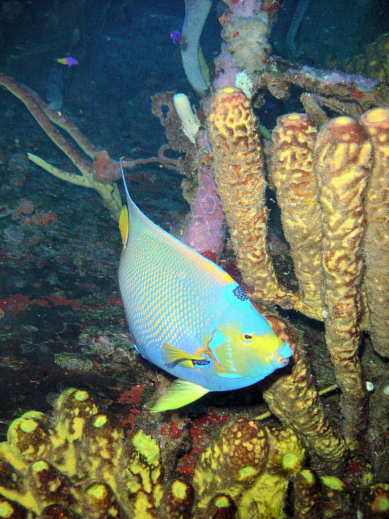 Queen Angel inside Hilma Hooker @100fsw - Bonaire