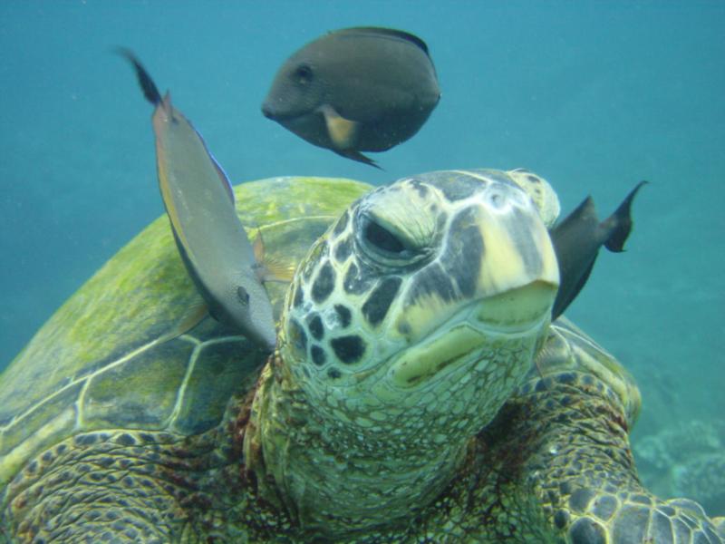 Turtle Cleaning - Turtle Hotel  Kauai