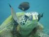 Turtle Cleaning - Turtle Hotel  Kauai