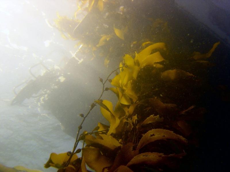 Kelp bed - Carmel CA