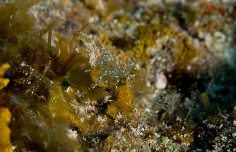 Caribbean sea spider