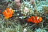 clown fish Solomon Islands