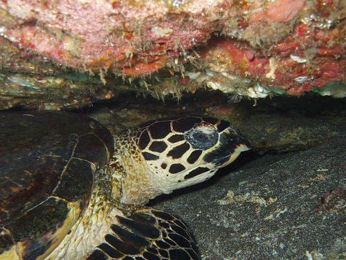 Turtle Buddy