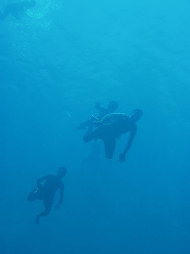 School of menfish