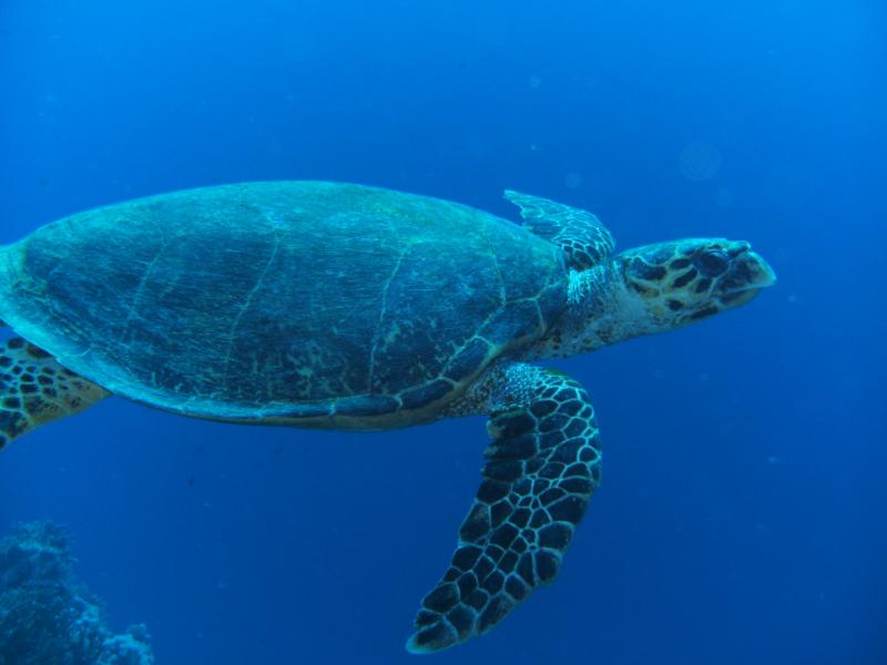 Red sea Sharks Reef turtle