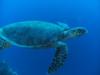 Red sea Sharks Reef turtle